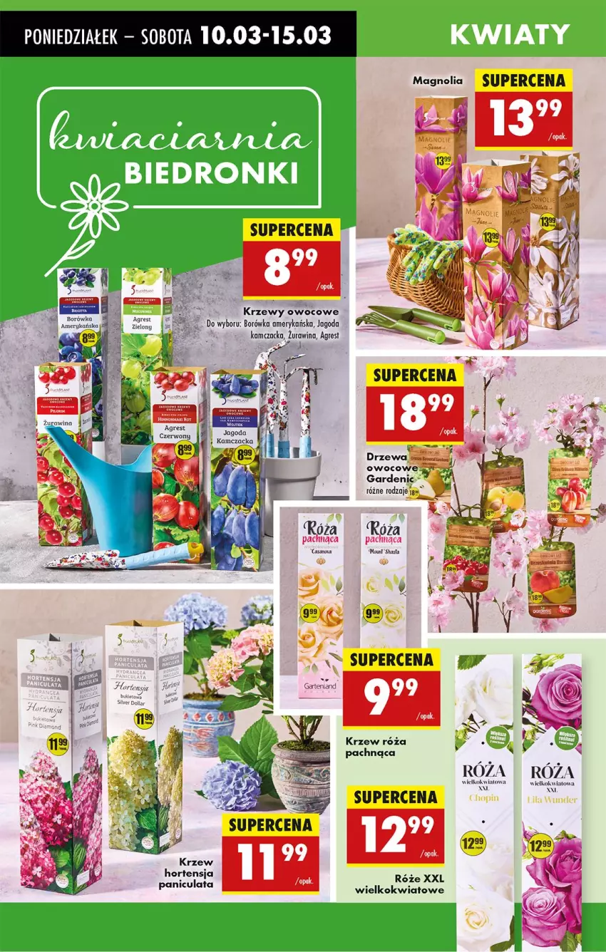 Gazetka promocyjna Biedronka - Od Poniedziałku - ważna 10.03 do 15.03.2025 - strona 25 - produkty: Borówka, Borówka amerykańska, Bukiet, Fa, Gres, Róża