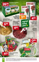 Gazetka promocyjna Stokrotka - Supermarket - Gazetka - ważna od 25.02 do 25.02.2026 - strona 9 - produkty: Cebula, Stojak, HP