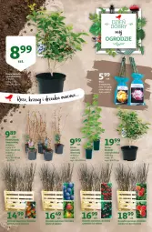 Gazetka promocyjna Auchan - Dzień dobry mój ogrodzie - Gazetka - ważna od 28.03 do 28.03.2021 - strona 2 - produkty: Ser, Morela, Deser, Wino