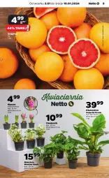 Gazetka promocyjna Netto - Artykuły spożywcze - Gazetka - ważna od 10.01 do 10.01.2024 - strona 9 - produkty: Hiacynt, Tera, Grejpfrut