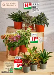 Gazetka promocyjna Dino - Gazetka 04 / 2026 - Gazetka - ważna od 27.01 do 27.01.2026 - strona 15 - produkty: Sok, Chryzantema