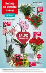 Gazetka promocyjna Stokrotka - Market - Gazetka - ważna od 14.02 do 14.02.2024 - strona 8 - produkty: Warzywa, Tulipan, Róża, Storczyk, Bukiet, Owoce, Mięso