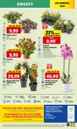 Gazetka promocyjna Lidl - GAZETKA - Gazetka - ważna od 18.05 do 18.05.2024 - strona 51 - produkty: Sok, Por, Gra, Cień, O nas, Storczyk, Mola, Aksam