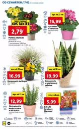 Gazetka promocyjna Lidl - GAZETKA - Gazetka - ważna od 19.02 do 19.02.2022 - strona 46 - produkty: Sok, Koc, Papier, Prymula, Tera, Mięta