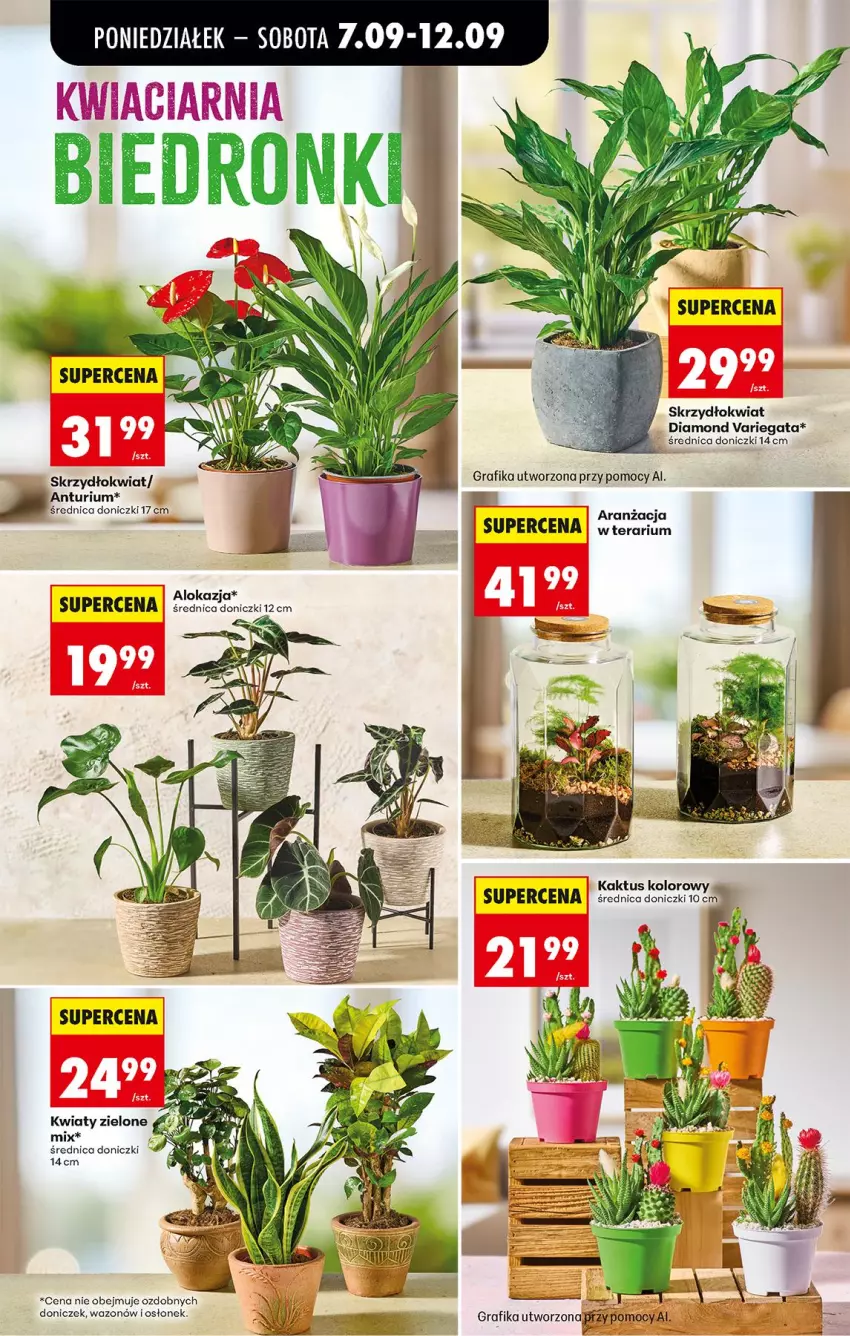 Gazetka promocyjna Biedronka - Od Poniedziałku - ważna 07.09 do 12.09.2026 - strona 81 - produkty: Gra, Grafika, Kaktus, Tera, Wazon