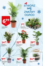 Gazetka promocyjna Auchan - przeNISKIE CENY z markami Auchan Hipermarkety - Gazetka - ważna od 03.02 do 03.02.2022 - strona 18 - produkty: Hama, Gin, Tera, Sukulent