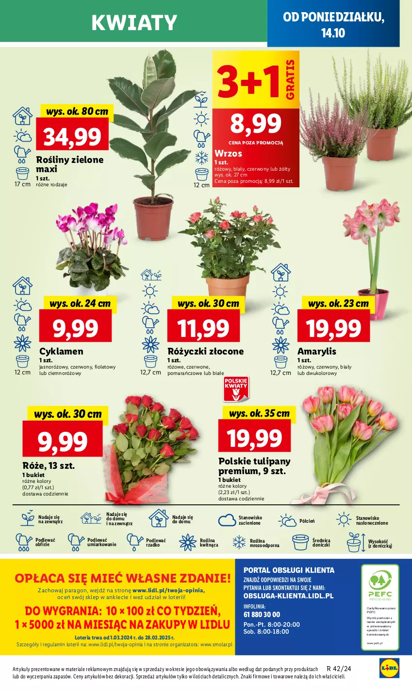 Gazetka promocyjna Lidl - GAZETKA - ważna 14.10 do 16.10.2024 - strona 51 - produkty: Amarylis, Bukiet, Cień, Cyklamen, Gra, Mola, O nas, Por, Sok, Tulipan