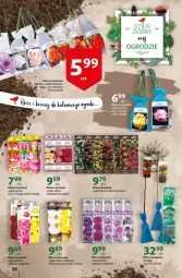 Gazetka promocyjna Auchan - przeNISKIE CENY prze smacznego Dnia Kobiet Hipermarkety - Gazetka - ważna od 09.03 do 09.03.2022 - strona 26 - produkty: Róża, HP