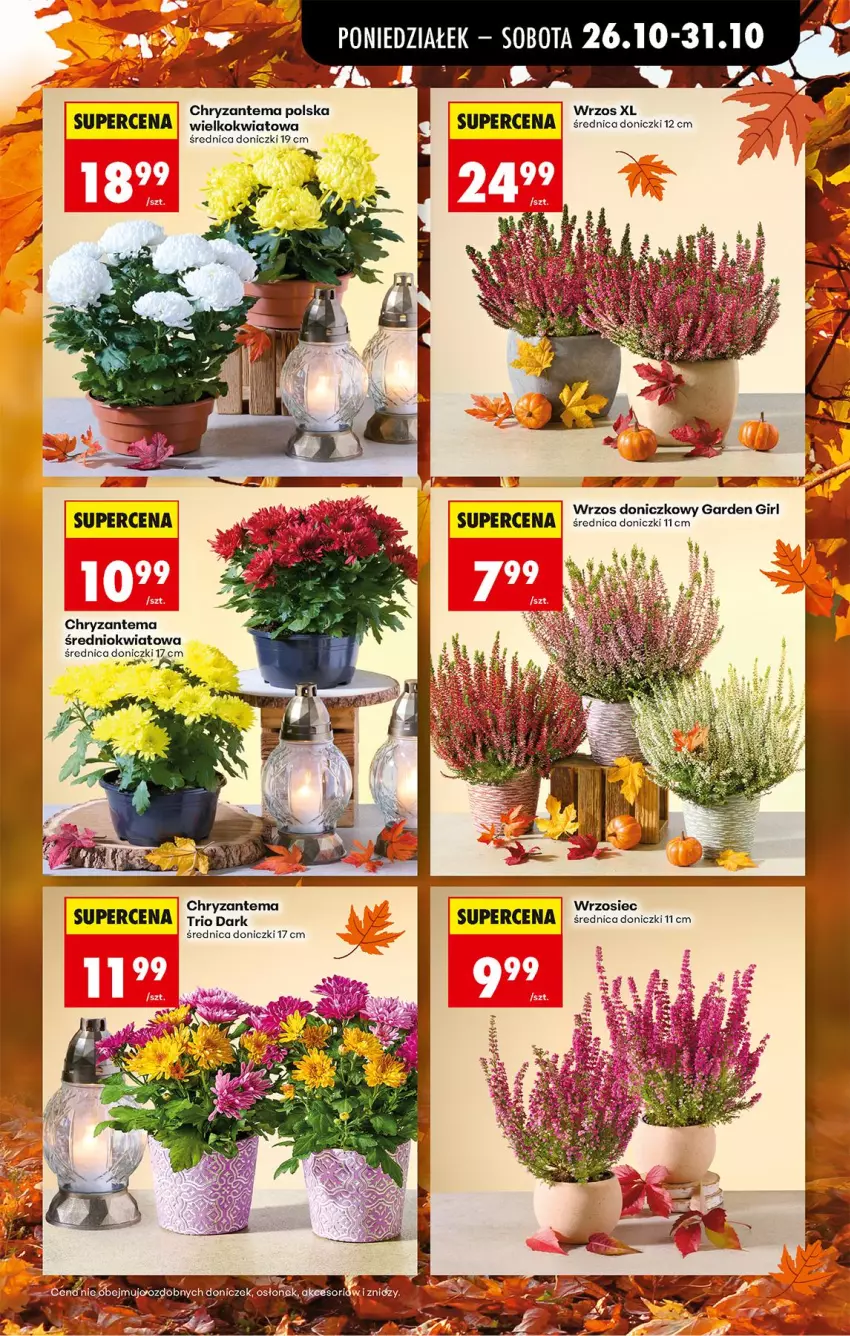 Gazetka promocyjna Biedronka - Od Poniedziałku - ważna 26.10 do 31.10.2026 - strona 21 - produkty: Chryzantema