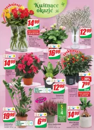 Gazetka promocyjna Dino - Gazetka 38 - Gazetka - ważna od 26.09 do 26.09.2023 - strona 17 - produkty: Sok, Gin, Róża, Solan, Bukiet