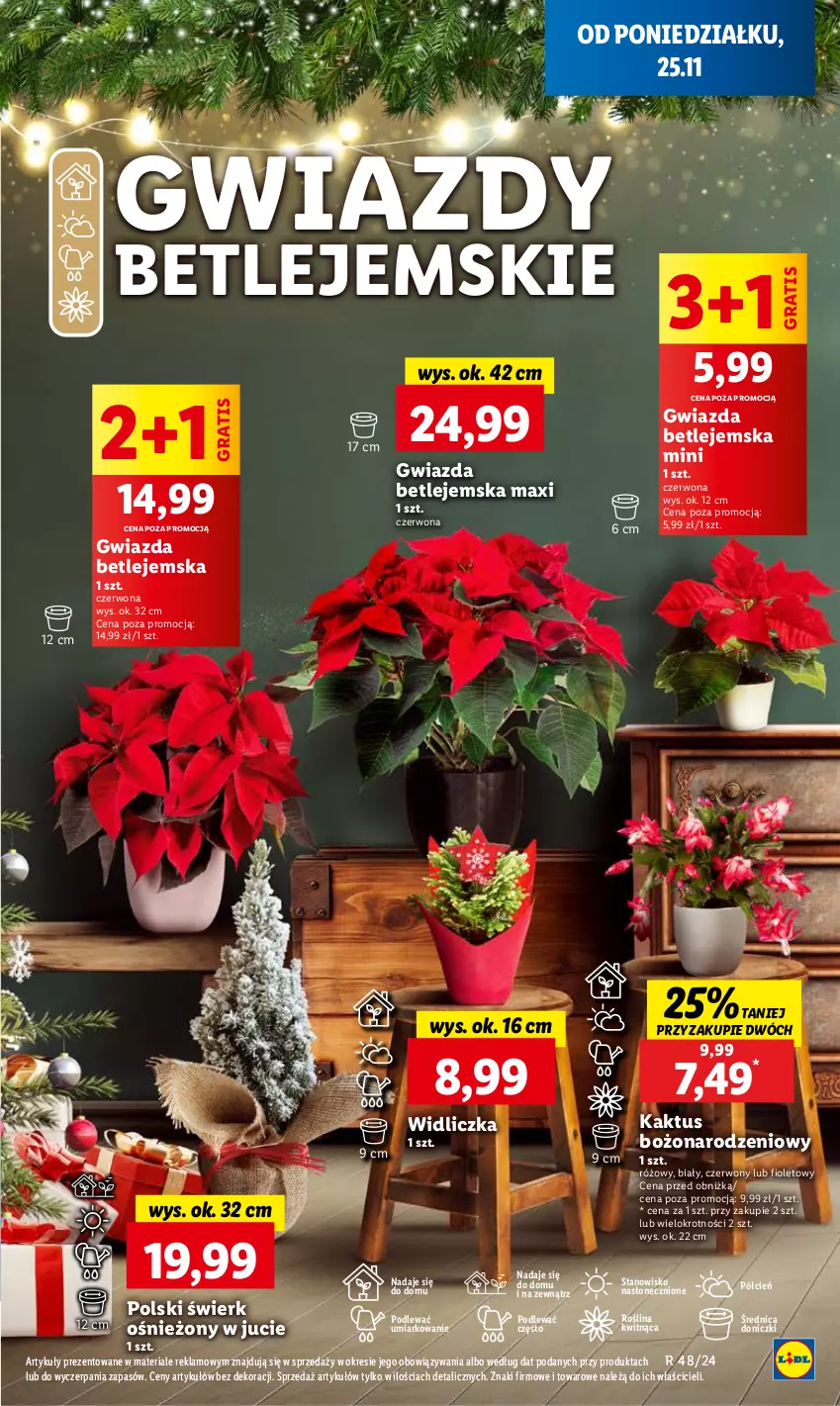 Gazetka promocyjna Lidl - GAZETKA - ważna 25.11 do 27.11.2024 - strona 67 - produkty: Cień, Gra, Gwiazda, Kaktus, O nas