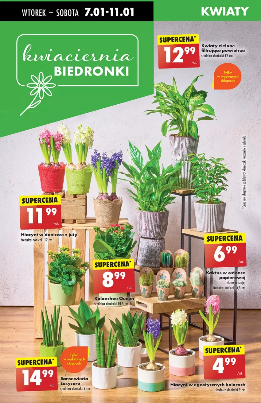 Gazetka promocyjna Biedronka - Od Wtorku - ważna 07.01 do 11.01.2025 - strona 74 - produkty: Hiacynt, Kalanchoe, Wazon