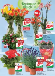 Gazetka promocyjna Dino - Gazetka - Gazetka - ważna od 28.06 do 28.06.2022 - strona 19 - produkty: Sok, Gerber, Róża, Storczyk