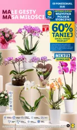 Gazetka promocyjna Lidl - GAZETKA - Gazetka - ważna od 22.05 do 22.05.2024 - strona 19 - produkty: Por, Cień, O nas, Storczyk, Olej