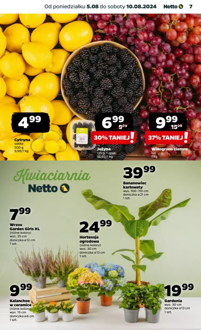 Gazetka promocyjna Netto - ważna 05.08 do 11.08.2024 - strona 24 - produkty: Kalanchoe, Siatka