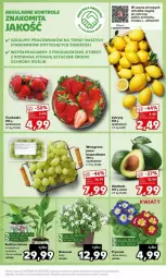 Gazetka promocyjna Kaufland - Gazetka - ważna od 21.02 do 21.02.2024 - strona 11 - produkty: Cytryny, Siatka