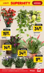 Gazetka promocyjna PoloMarket - Gazetka POLOmarket - Gazetka - ważna od 04.08 do 04.08.2026 - strona 15 - produkty: Laur, Bromelia, Bukiet