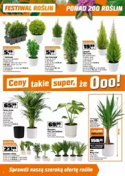 Gazetka promocyjna Obi - Gazetka - ważna od 22.04 do 22.04.2025 - strona 10 - produkty: Cyprysik, Tera, Palma, Fa