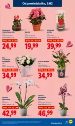 Gazetka promocyjna Lidl - GAZETKA - Gazetka - ważna od 11.02 do 11.02.2026 - strona 15 - produkty: Kalanchoe, Storczyk, Flora, Ogród
