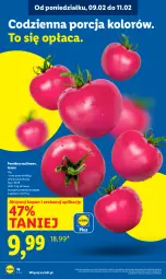 Gazetka promocyjna Lidl - GAZETKA - Gazetka - ważna od 11.02 do 11.02.2026 - strona 16 - produkty: Por, Pomidory