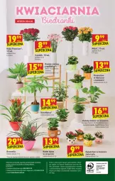 Gazetka promocyjna Biedronka - Długi weekend - Gazetka - ważna od 09.06 do 09.06.2021 - strona 64 - produkty: Sok, Gra, Telefon, Róża, Kawa, Kalanchoe, Tera, Sante, Zwierzęta, Fa