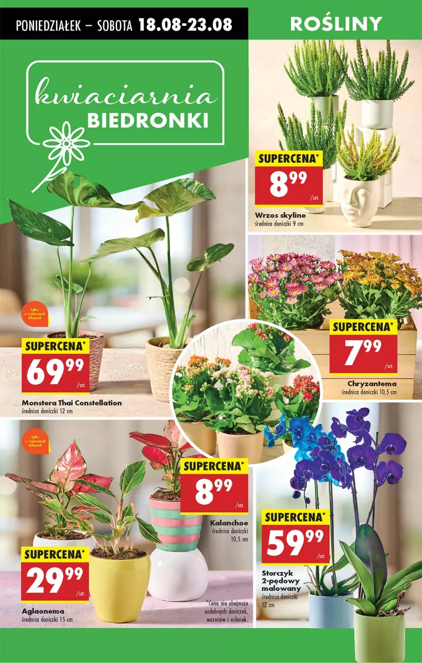 Gazetka promocyjna Biedronka - Od Poniedziałku - ważna 18.08 do 23.08.2025 - strona 69 - produkty: Chryzantema, Storczyk, Tera, Wazon