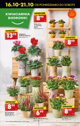 Gazetka promocyjna Biedronka - Od poniedzialku - Gazetka - ważna od 21.10 do 21.10.2023 - strona 15 - produkty: Cyklamen, Chryzantema, Fa
