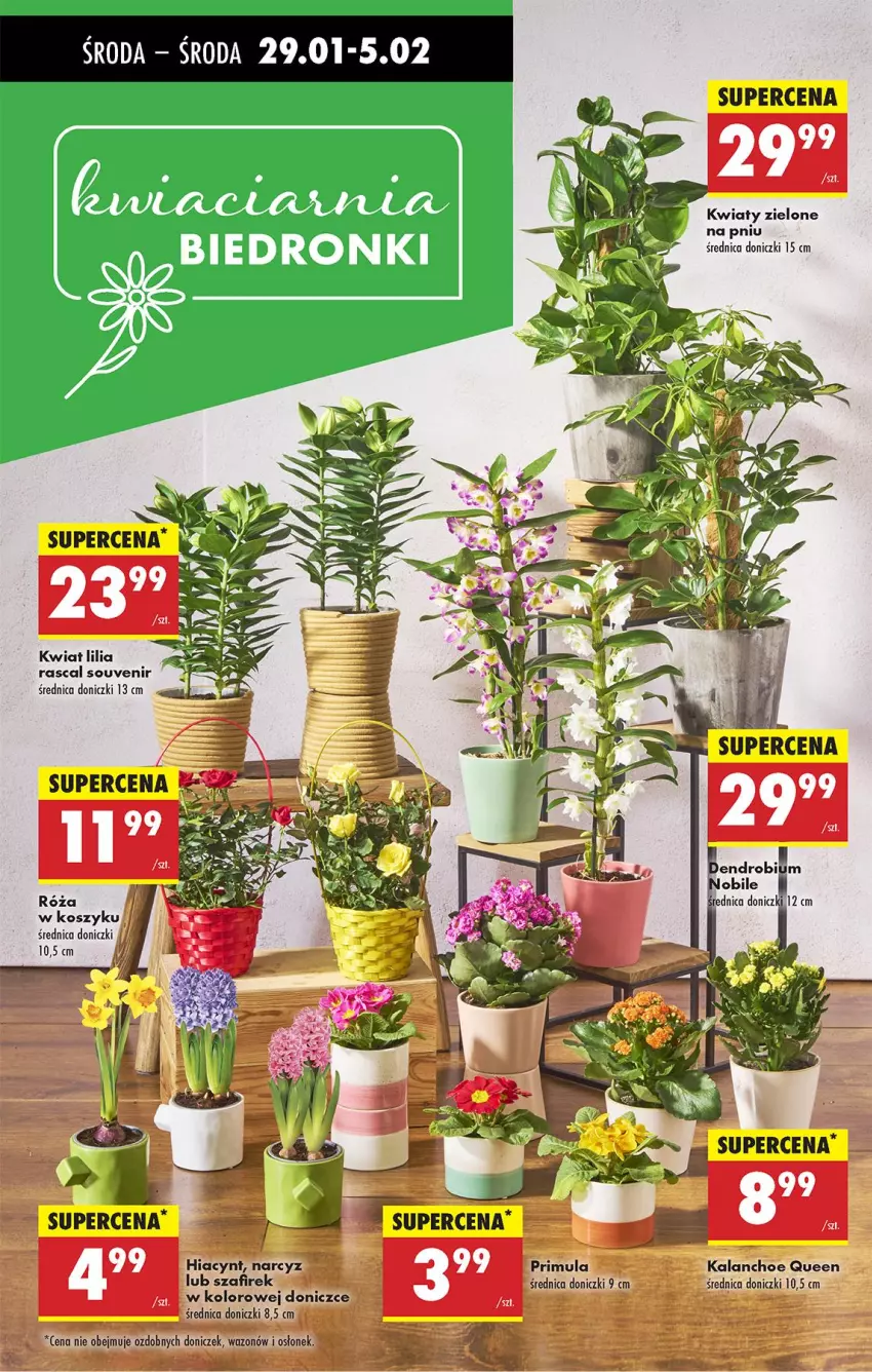 Gazetka promocyjna Biedronka - Od Środy - ważna 29.01 do 30.01.2025 - strona 27 - produkty: Hiacynt, Kalanchoe, Kosz, Narcyz, Primula, Róża, Wazon