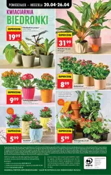 Gazetka promocyjna Biedronka - Od Poniedziałku - Gazetka - ważna od 26.04 do 26.04.2026 - strona 84 - produkty: Sól, Gra, Telefon, Papier, Kosz, Kalanchoe, Napoje, Wazon