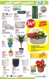 Gazetka promocyjna E Leclerc - Gazetka - ważna od 21.01 do 21.01.2023 - strona 5 - produkty: Hiacynt, Prymula, Tablet, Organizer, Kosz, Okulary do czytania, Kosmetyczka, Osłonka