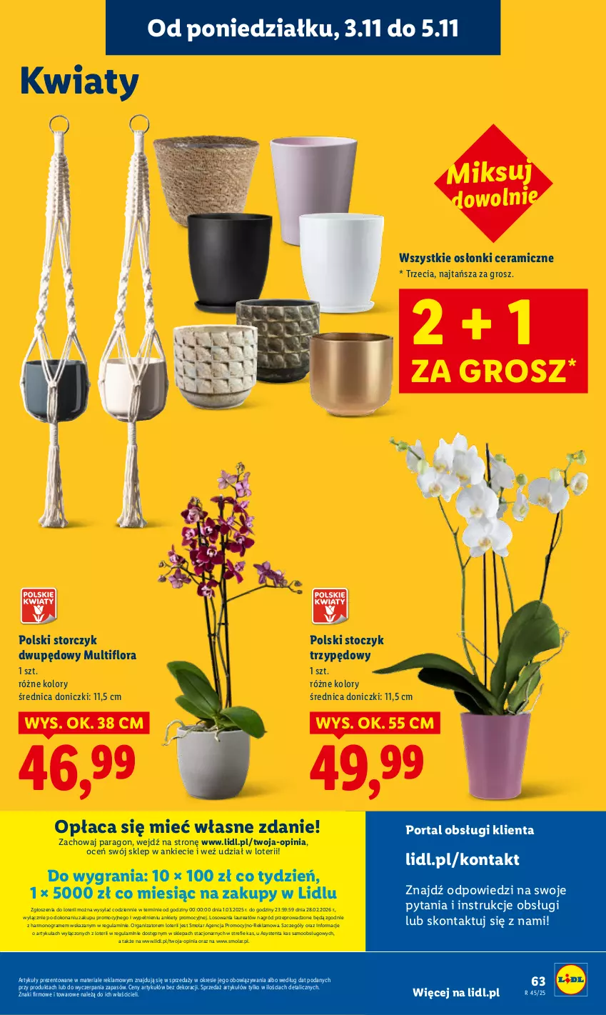 Gazetka promocyjna Lidl - GAZETKA - ważna 03.11 do 05.11.2025 - strona 65 - produkty: Flora, Gra, Laur, Mola, Por, Portal, Storczyk
