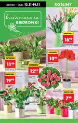 Gazetka promocyjna Biedronka - Od Czwartku - Gazetka - ważna od 19.11 do 19.11.2025 - strona 83 - produkty: Sok, Tulipan, Róża, Amarylis, Wazon, Bukiet
