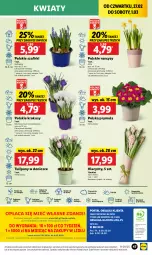Gazetka promocyjna Lidl - GAZETKA - Gazetka - ważna od 01.03 do 01.03.2025 - strona 53 - produkty: Sok, Por, Gra, Hiacynt, Tulipan, Prymula, Cień, O nas, Mola, Bukiet, Narcyz, Krokus