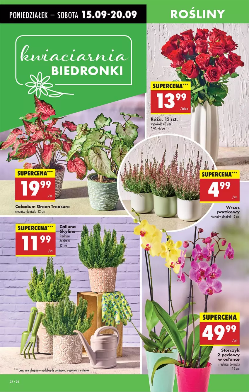 Gazetka promocyjna Biedronka - Od Poniedziałku - ważna 15.09 do 20.09.2025 - strona 32 - produkty: Róża, Sok, Storczyk