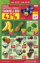 Gazetka promocyjna Aldi - Oferta weekendowa - Gazetka - ważna od 24.10 do 24.10.2026 - strona 7 - produkty: Warzywa, Chryzantema, Warzywa i owoce, Ozdoba, Owoce