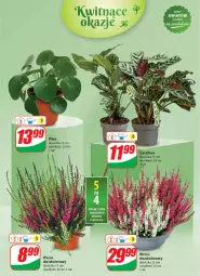 Gazetka promocyjna Dino - Gazetka 40 / 2024 - Gazetka - ważna od 08.10 do 08.10.2024 - strona 51 - produkty: Sok