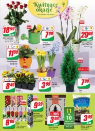 Gazetka promocyjna Dino - Gazetka - Gazetka - ważna od 30.03 do 30.03.2021 - strona 19 - produkty: Sos, Hiacynt, Róża, Kalanchoe, Saska, Storczyk, Bukiet, Narcyz