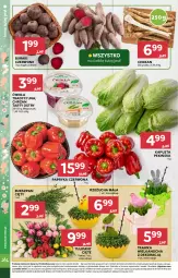 Gazetka promocyjna Stokrotka - Supermarket - Gazetka - ważna od 15.04 do 15.04.2025 - strona 8 - produkty: Chrzan, Warzywa, Tulipan, Papryka czerwona, Rzeżucha, Papryka, Buraki, Bukiet, Owoce