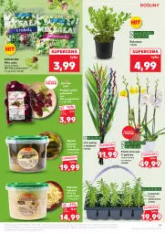 Gazetka promocyjna Kaufland - Gazetka tygodnia - Gazetka - ważna od 15.04 do 15.04.2025 - strona 25 - produkty: Sałat, Storczyk, Buraki, Grunt