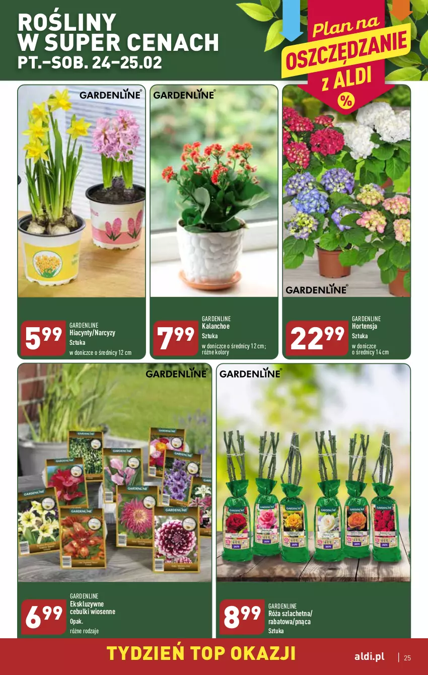 Gazetka promocyjna Aldi - Pełny katalog - ważna 20.02 do 25.02.2023 - strona 25 - produkty: Hiacynt, Kalanchoe, Narcyz, Róża, Top