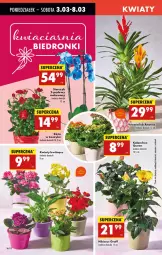 Gazetka promocyjna Biedronka - Od Poniedziałku - Gazetka - ważna od 08.03 do 08.03.2025 - strona 22 - produkty: Gra, Róża, Ananas, Kosz, Wazon, Storczyk, Fa