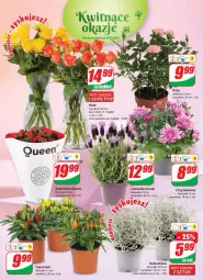 Gazetka promocyjna Dino - Gazetka - Gazetka - ważna od 02.08 do 02.08.2022 - strona 19 - produkty: Sok, Róża, Chryzantema, Kalanchoe, Bukiet, Fa