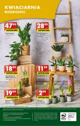 Gazetka promocyjna Biedronka - Gazetka - ważna od 25.02 do 25.02.2023 - strona 48 - produkty: Gra, Hiacynt, Telefon, Papier, Wazon, , Narcyz, Feta, Fa