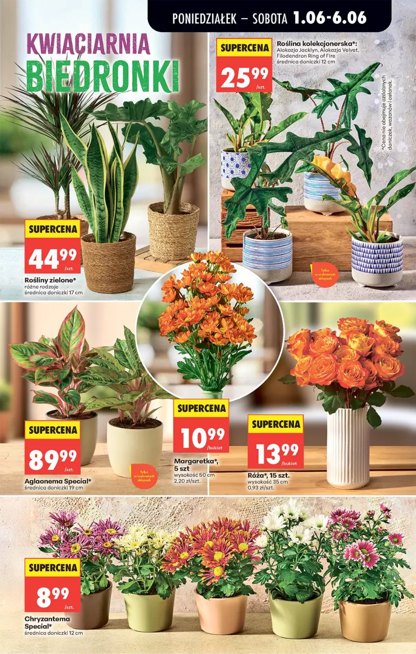 Gazetka promocyjna Biedronka - Od Poniedziałku - ważna 01.06 do 06.06.2026 - strona 29 - produkty: Chryzantema, Sok, Velvet