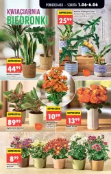 Gazetka promocyjna Biedronka - Od Poniedziałku - Gazetka - ważna od 06.06 do 06.06.2026 - strona 29 - produkty: Sok, Chryzantema, Velvet