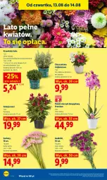 Gazetka promocyjna Lidl - Gazetka ważna od 12.08 do 14.08 - Gazetka - ważna od 14.08 do 14.08.2026 - strona 86 - produkty: Sok, Inka, Gerber, Chryzantema, Storczyk, Bukiet