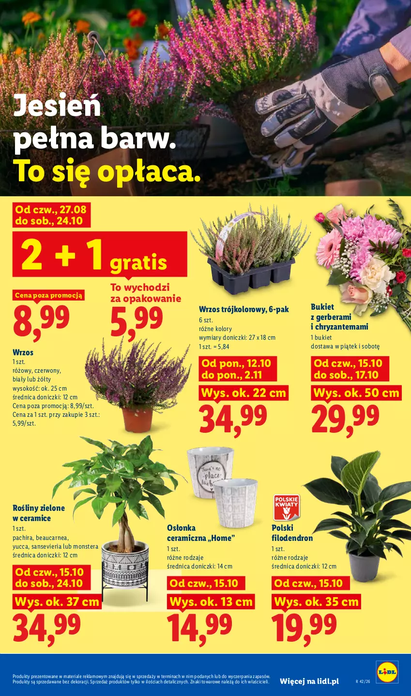 Gazetka promocyjna Lidl - Gazetka - ważna 19.10 do 21.10.2026 - strona 105 - produkty: Bukiet, Chryzantema, Gerber, Gra, Osłonka, Sok, Tera