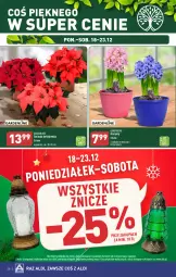 Gazetka promocyjna Aldi - Pełna oferta - Gazetka - ważna od 23.12 do 23.12.2023 - strona 28 - produkty: Sok, Hiacynt, Gwiazda, Znicz