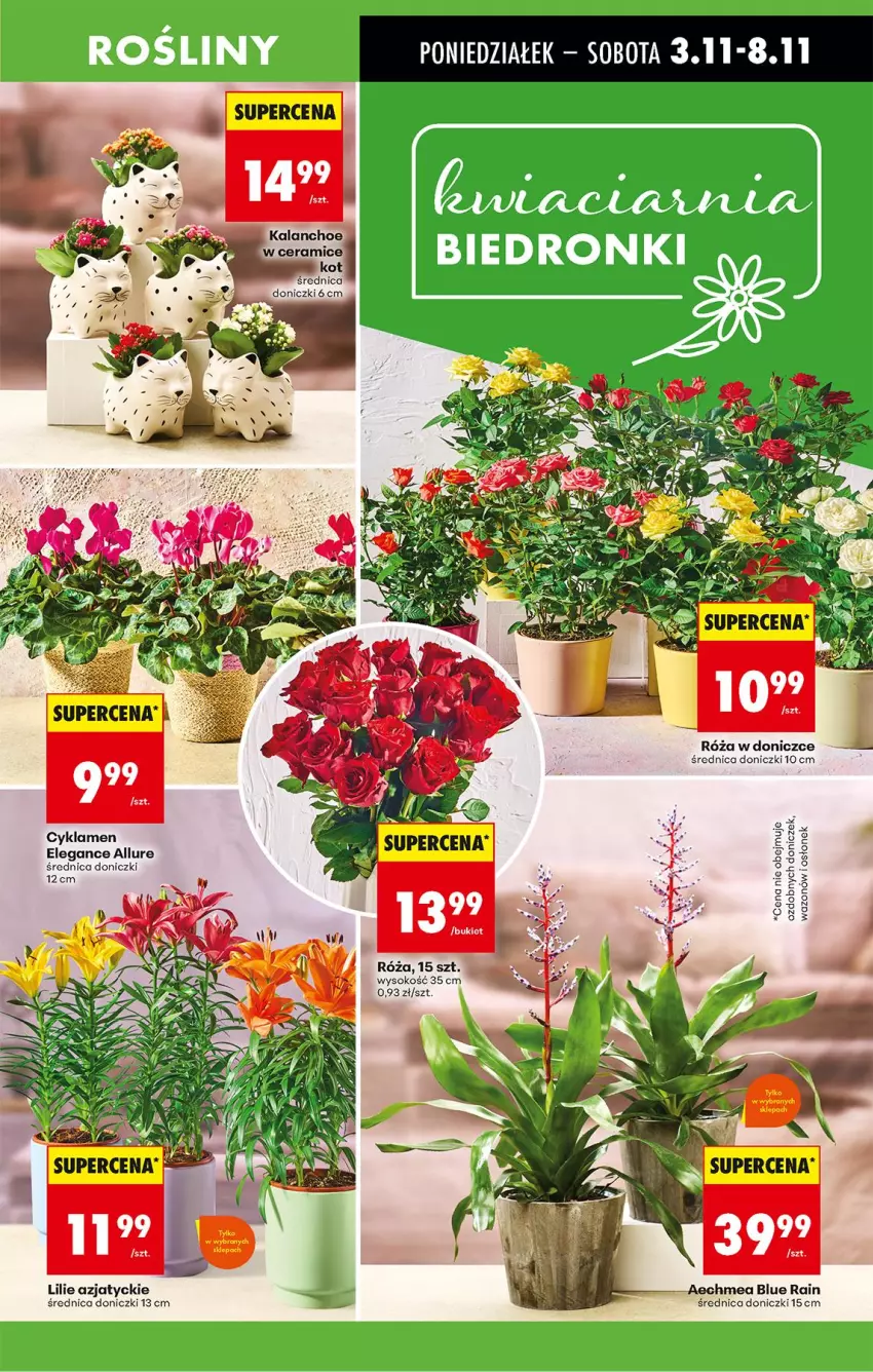Gazetka promocyjna Biedronka - Od Poniedziałku - ważna 03.11 do 08.11.2025 - strona 17 - produkty: Bukiet, Cyklamen, Fa, Róża, Sok