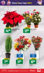 Gazetka promocyjna PoloMarket - Gazetka pomocyjna - Gazetka - ważna od 12.12 do 12.12.2023 - strona 69 - produkty: Róża, Gwiazda, Wazon, Bukiet